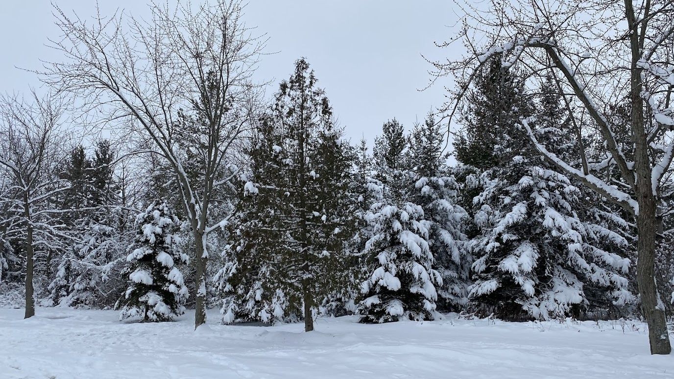 A forest covered in snow