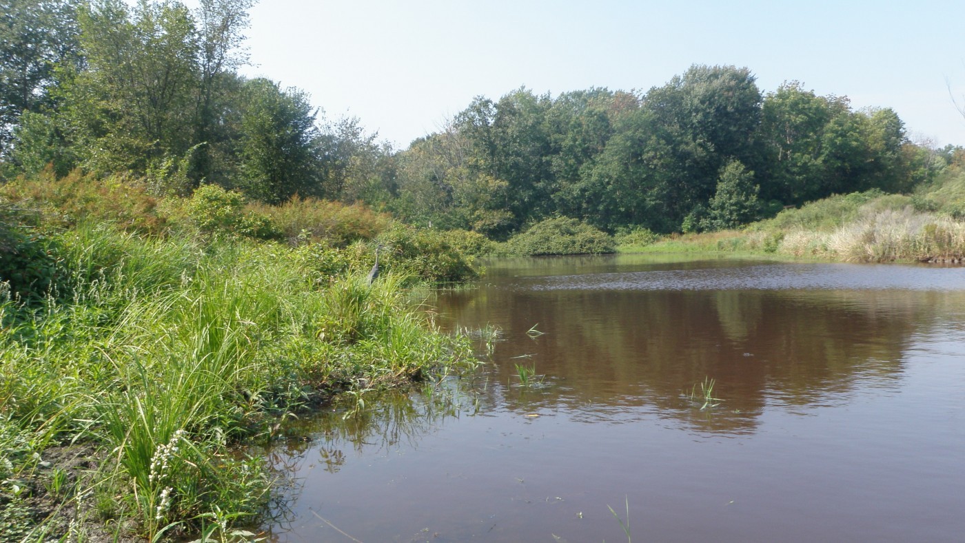 Wetland restoration photo, wetland surrounded by greenery 