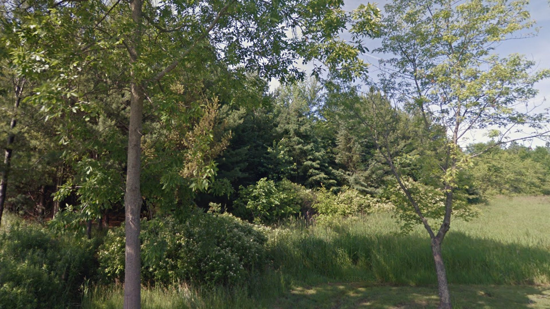 Trees and grass within a park