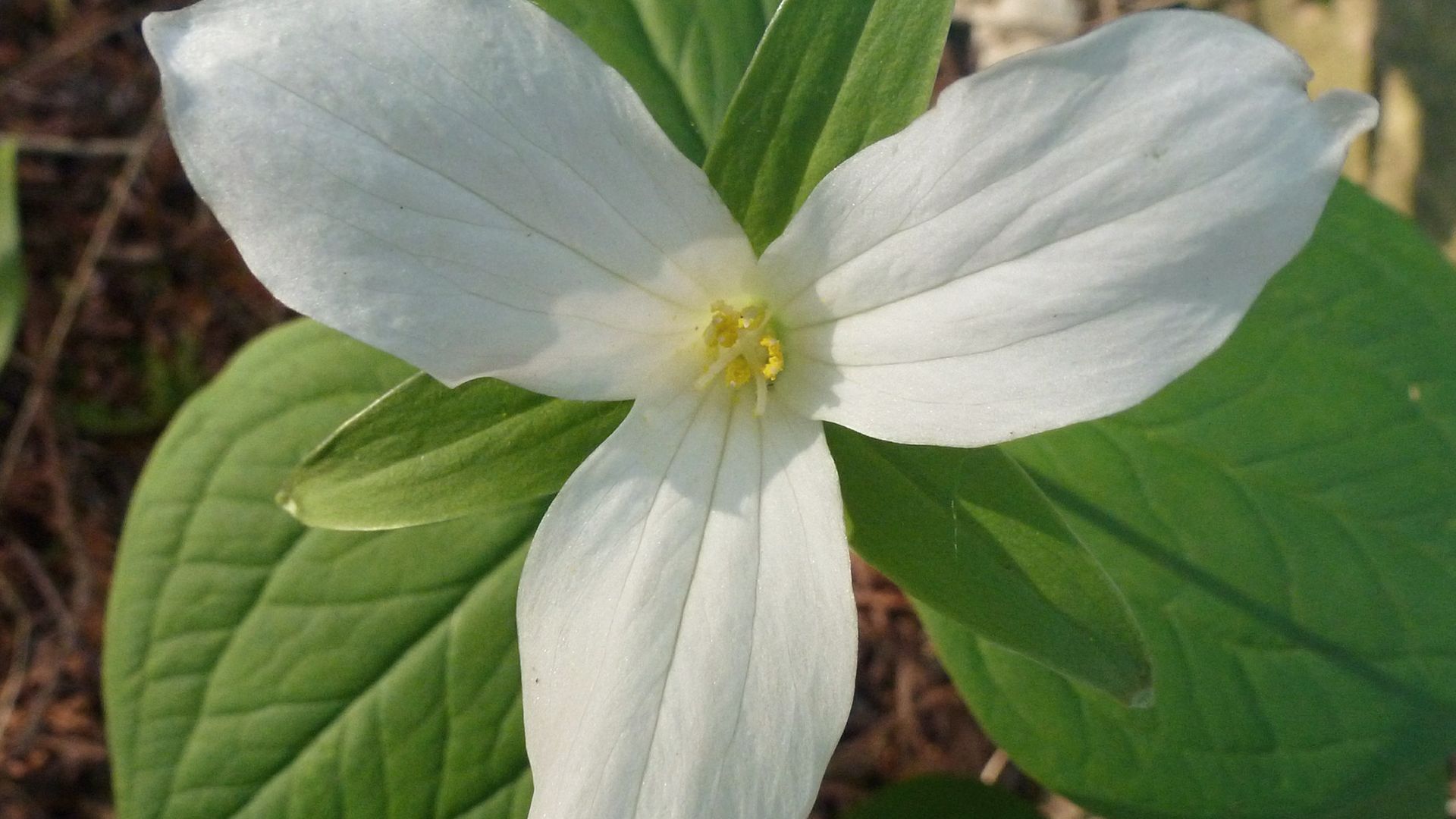 Close up of trillium flower