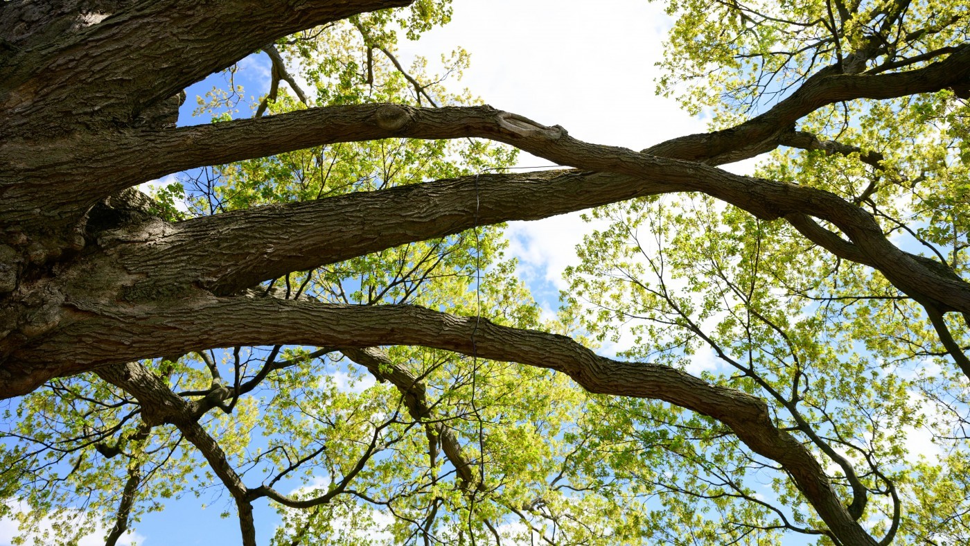 Photo of tree branches with green leaves, sunshine and blue skies 