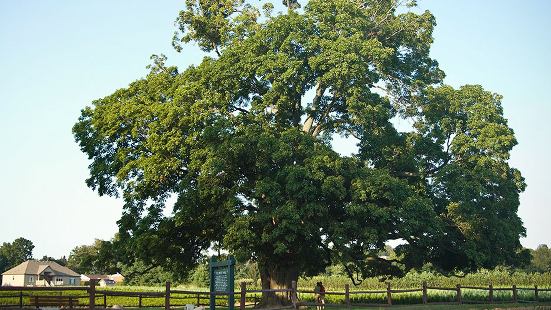 Large maple tree surrounded by fence