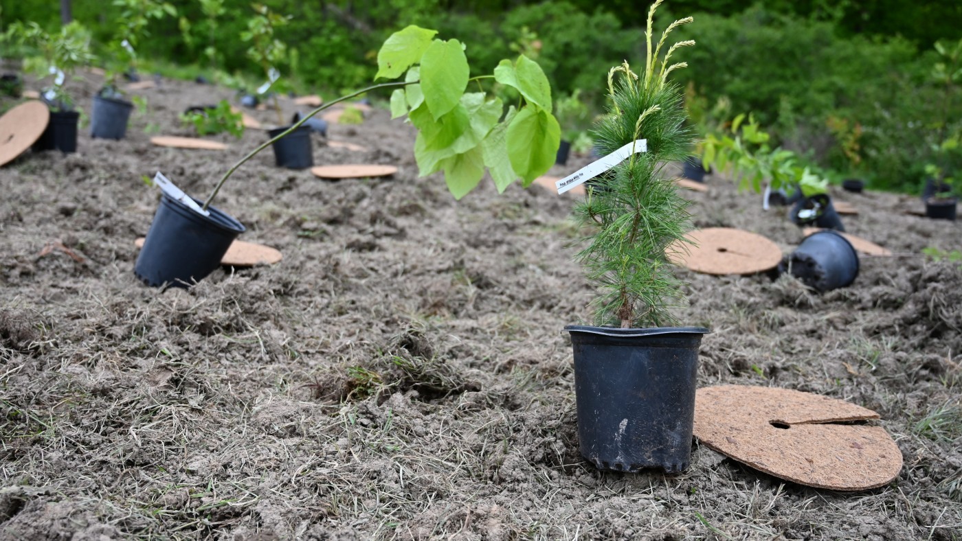 Potted trees at the Burgoyne Woods planting