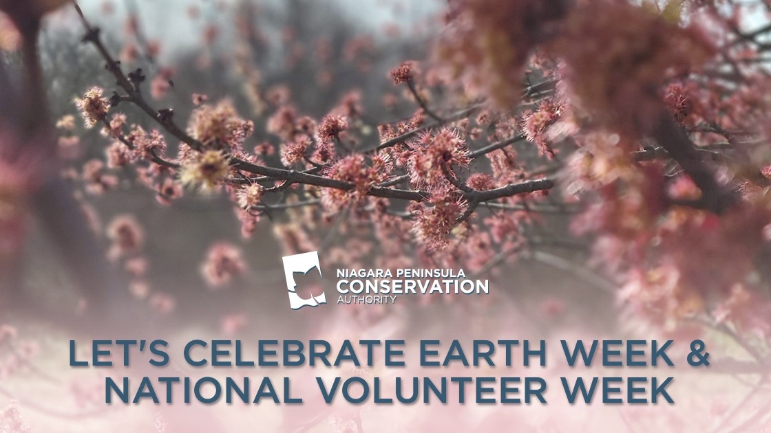 Graphic of Earth Day and Volunteer Week with beautiful pink tree blossoming in the background