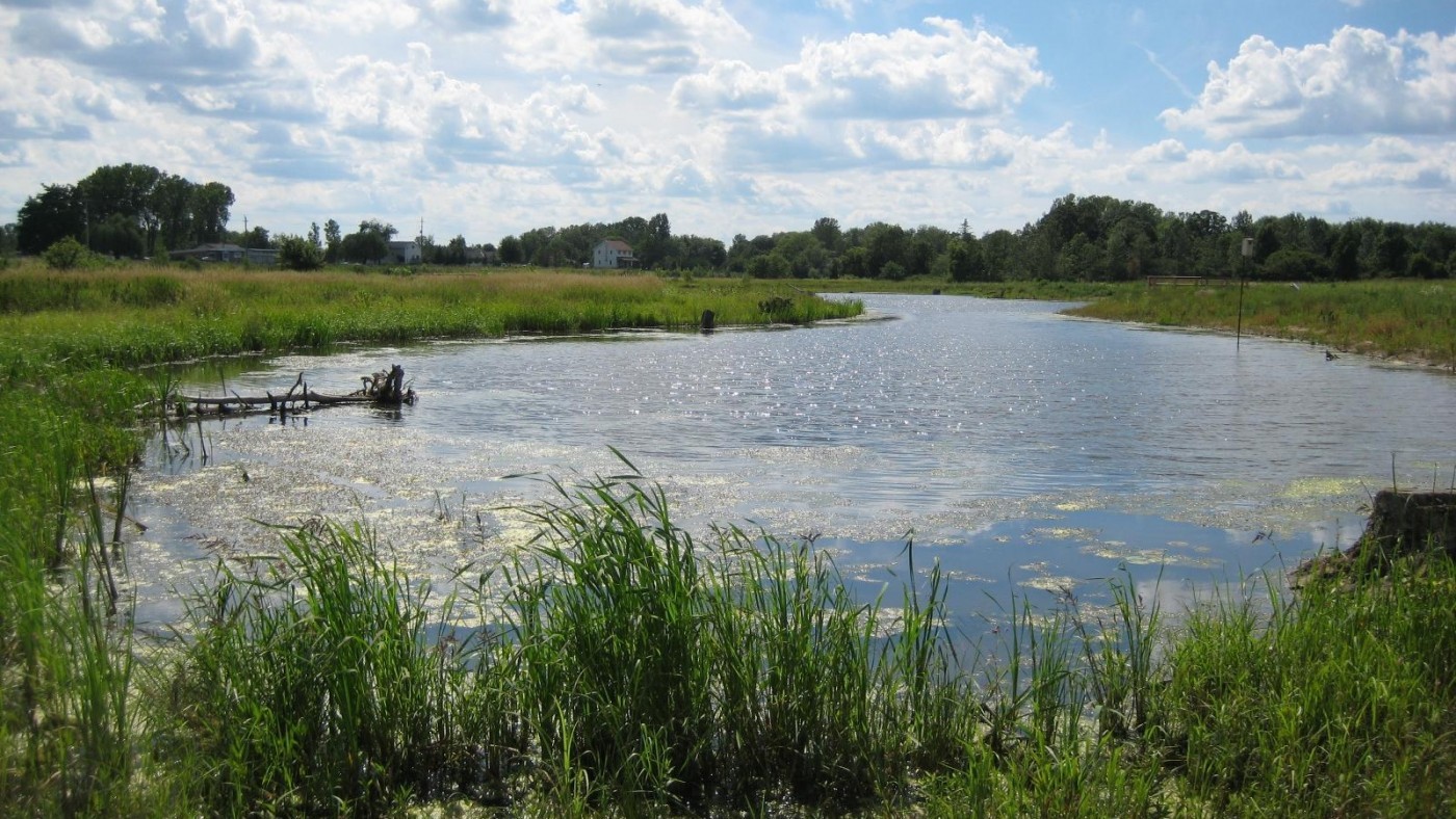 Photo of wetland and greenery at e.c. brown conservation areas