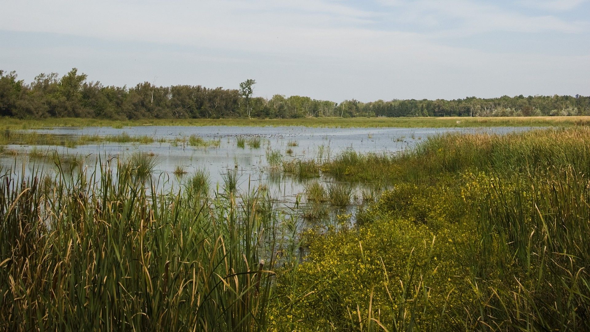 View of lake with trees and reeds