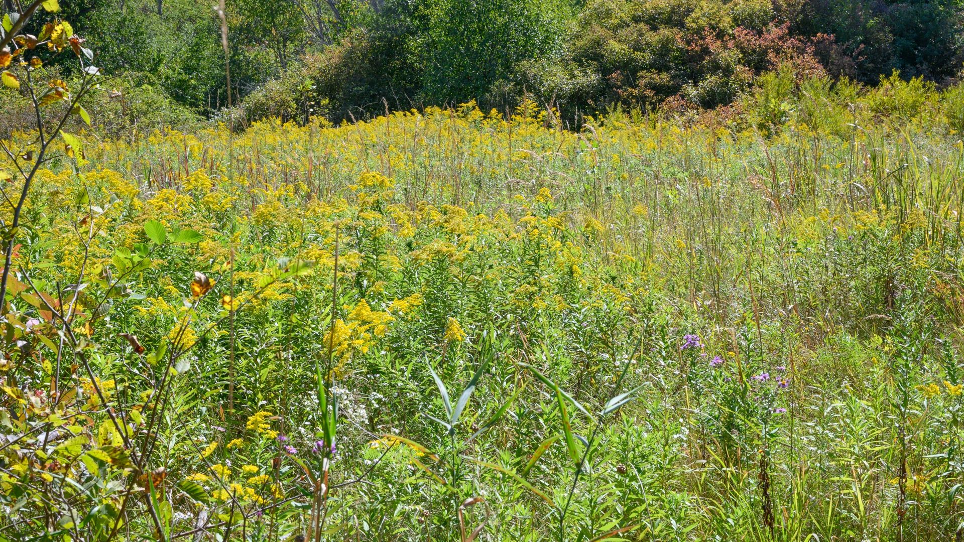 Natural brush with Pollinators located on the trail