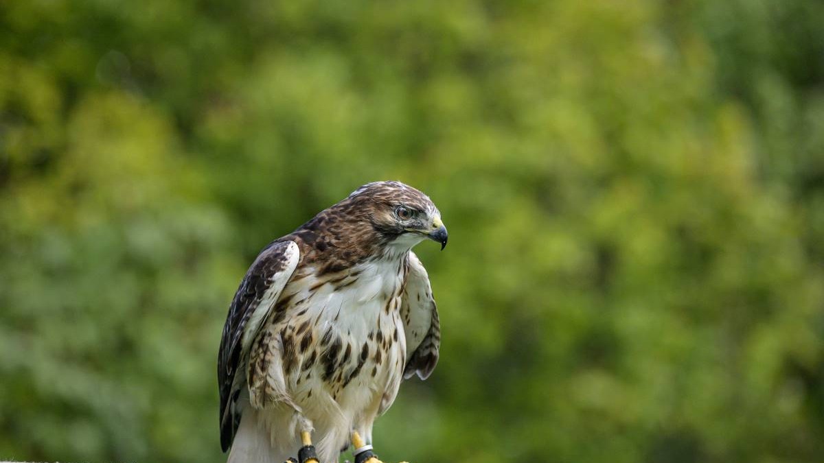 Red tail hawk on perch