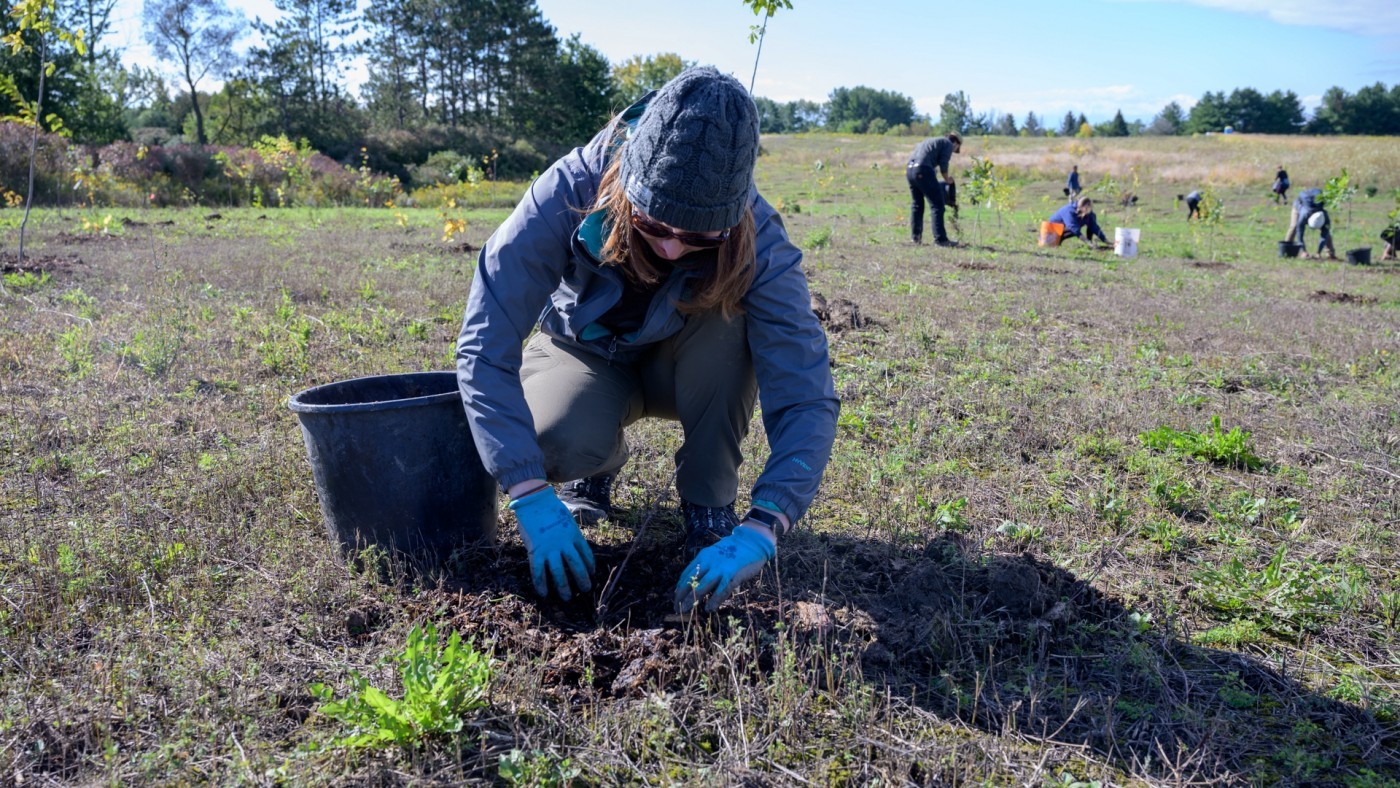 Community member planting trees at park 