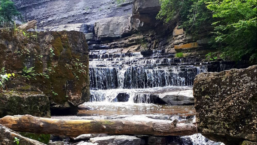 Water runs over rocks and fallen tree branches