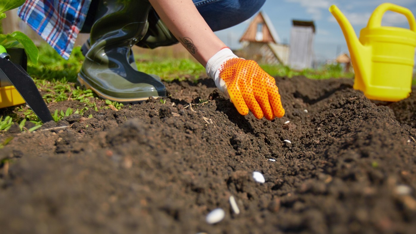 Photo of individual planting, in brown dirt, with shovel and watering can 