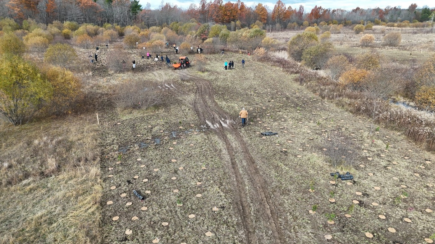 Aerial photograph of planted trees in a field.