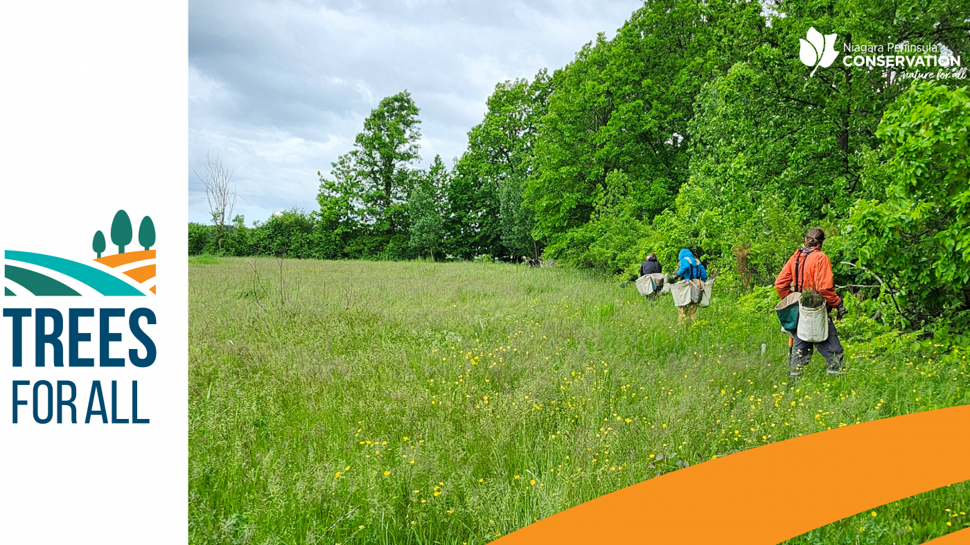 Restoration experts planting in a field, NPCA and Trees for All logo