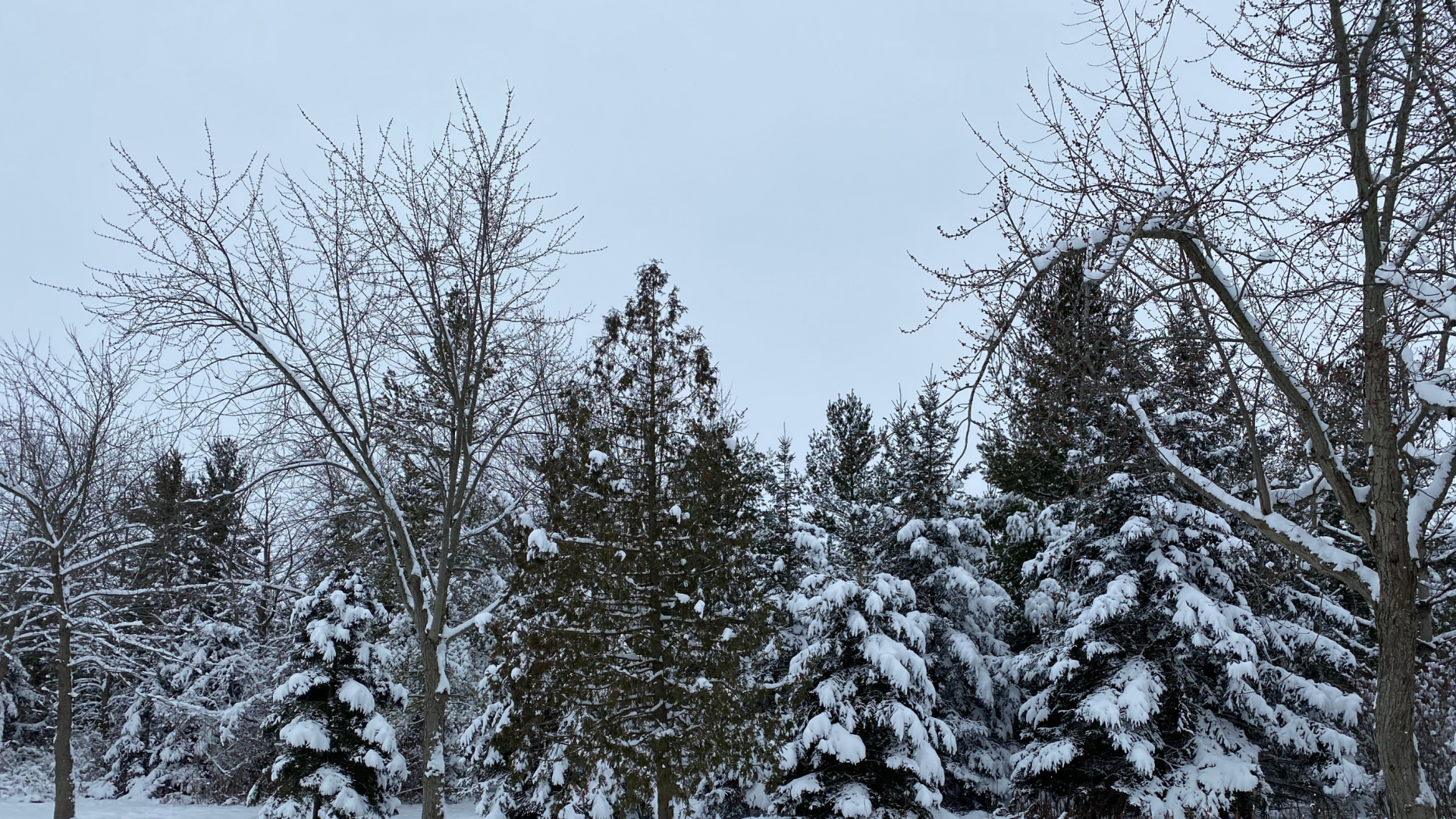 Trees covered in snow