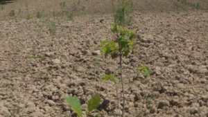 seedling plant growing