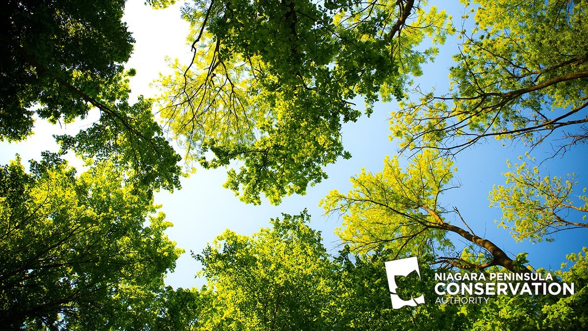 NPCA Logo with green trees and blue sky