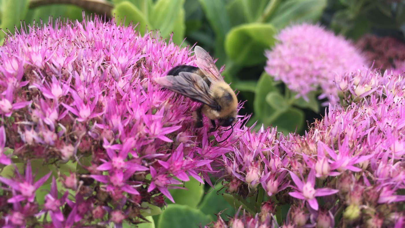 Bee pollinating purple flowers