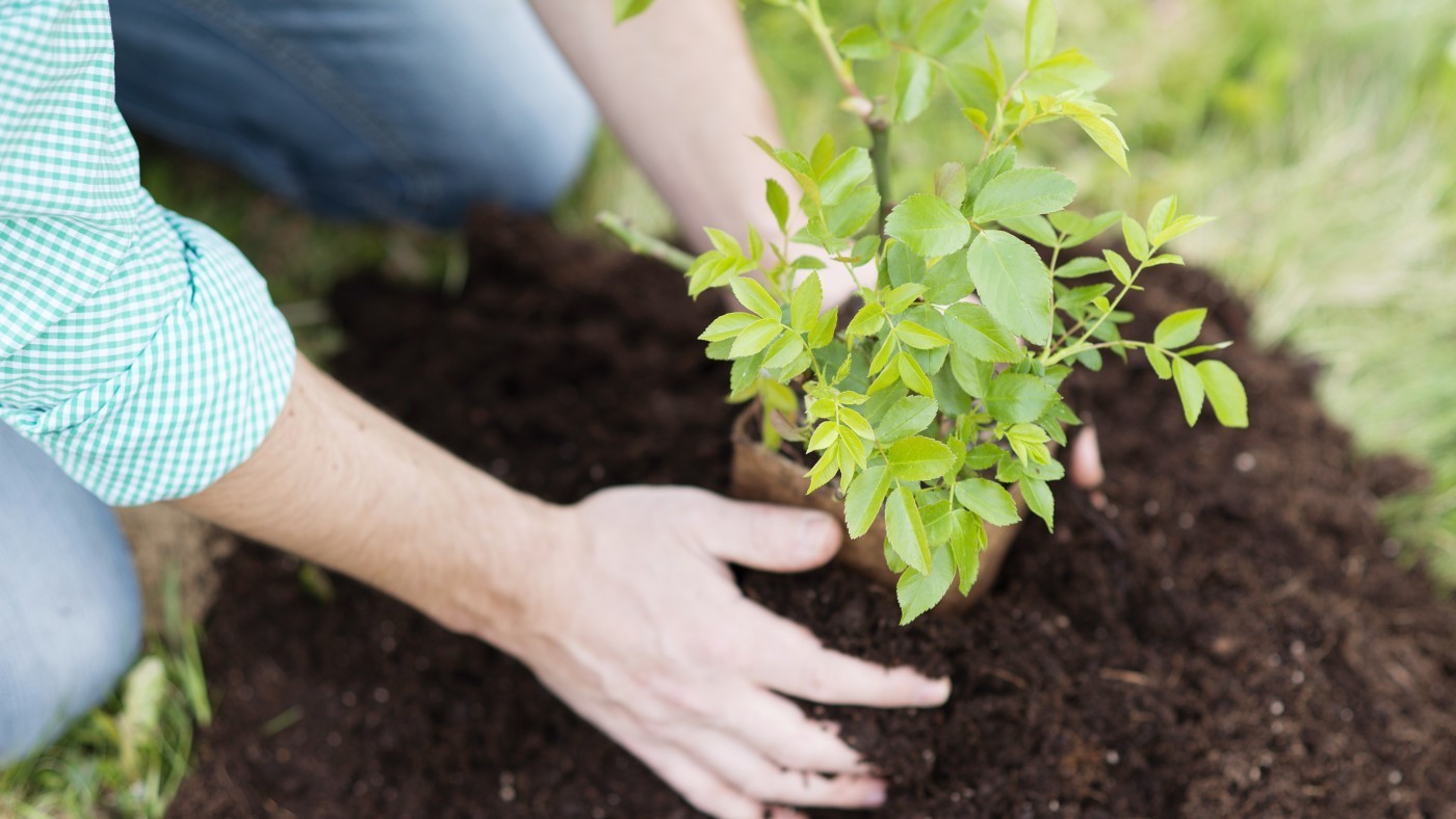 Hands in soil with green tree being planted
