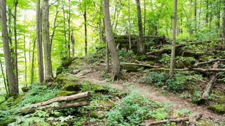 Hiking trails surrounded by nature
