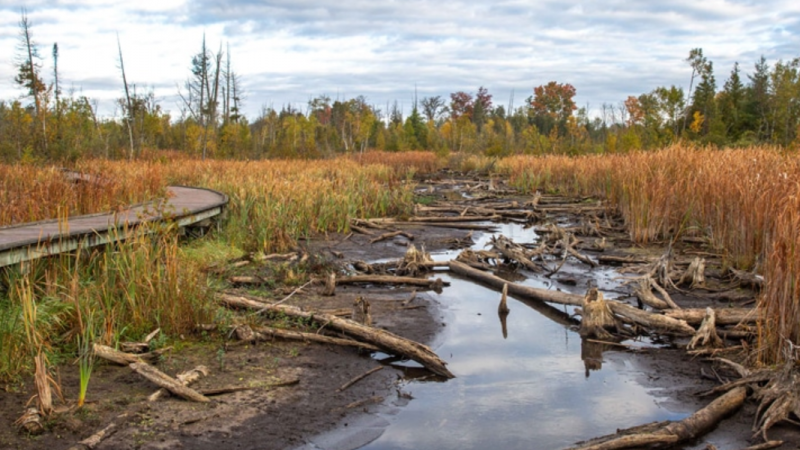 A wetland with a boardwalk. Trees are lying in the water.