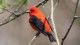 A red bird sits on a tree branch