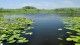 Green leaves floating on the water