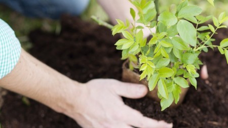 Hands gardening and planting a small tree in soil
