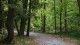 Pathway at Beamer Memorial Conservation Area
