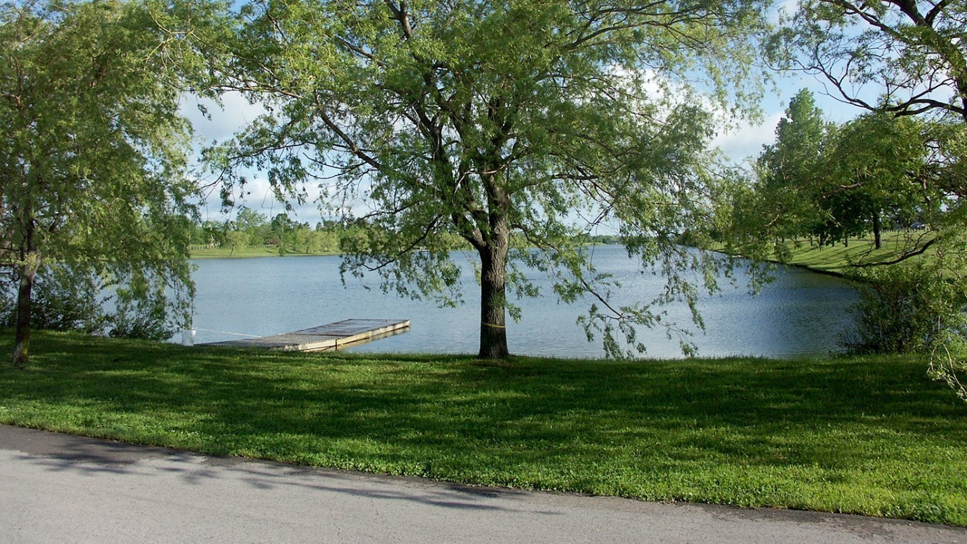Image of tree with water path in the background