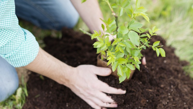 Hands planting tree in brown soil 