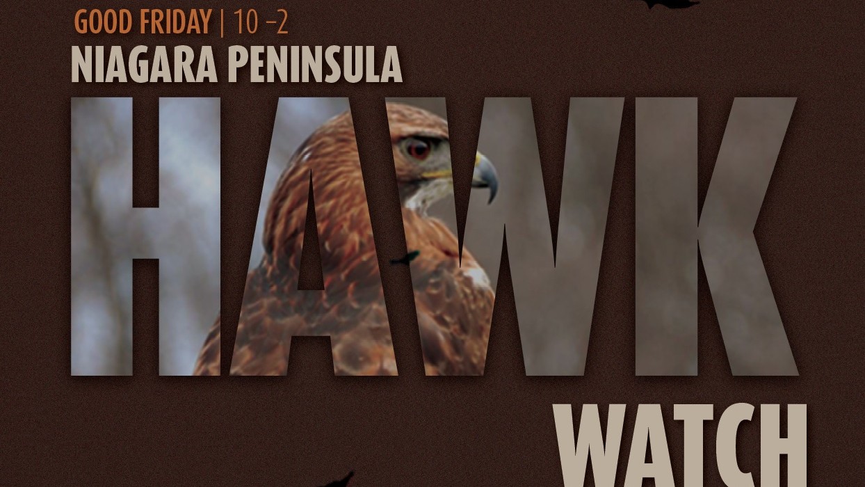 Poster of Hawkwatch event, featuring a big hawk