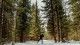 Individual glides down snowy path in the woods