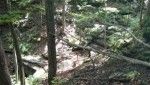 Interior forest with trees and greenery