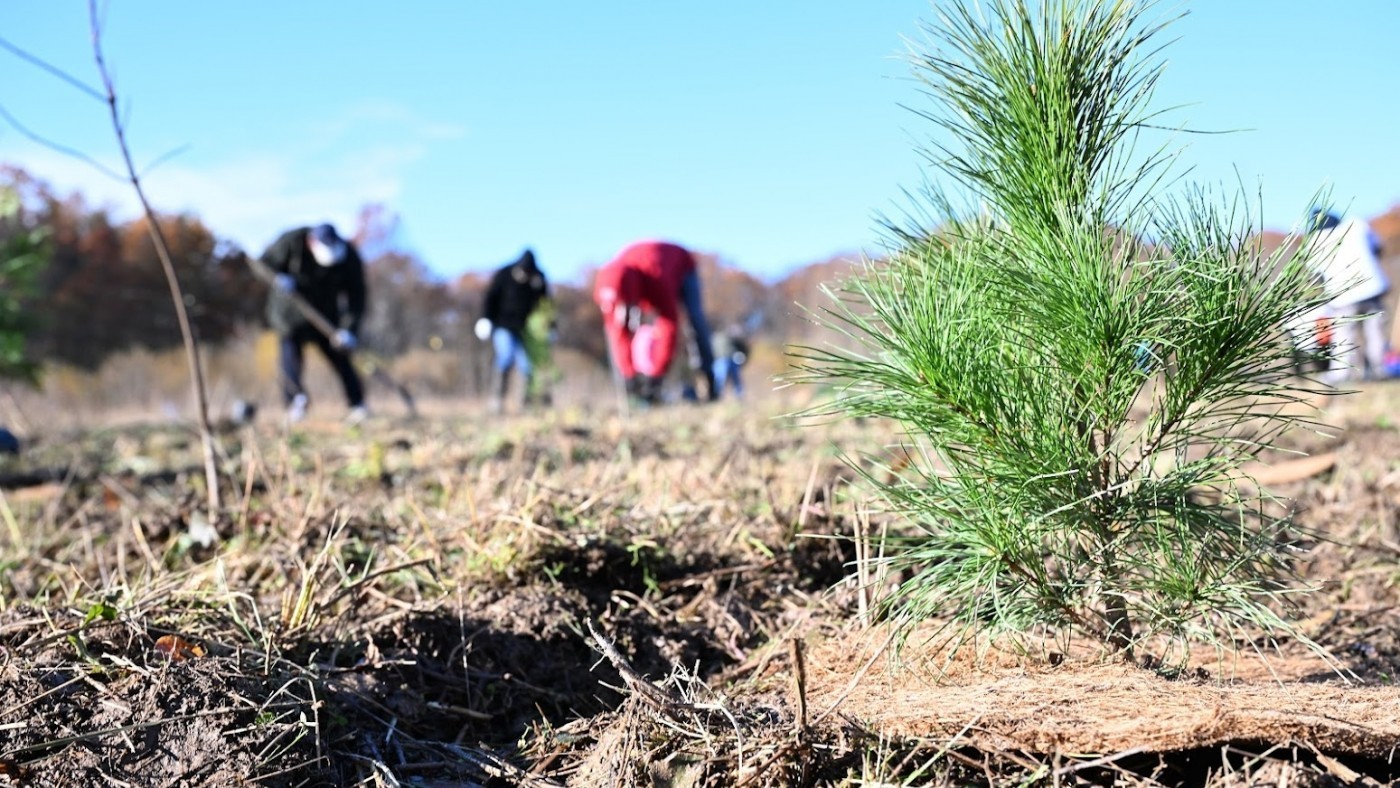 A newly planted tree, with volunteers in the background.