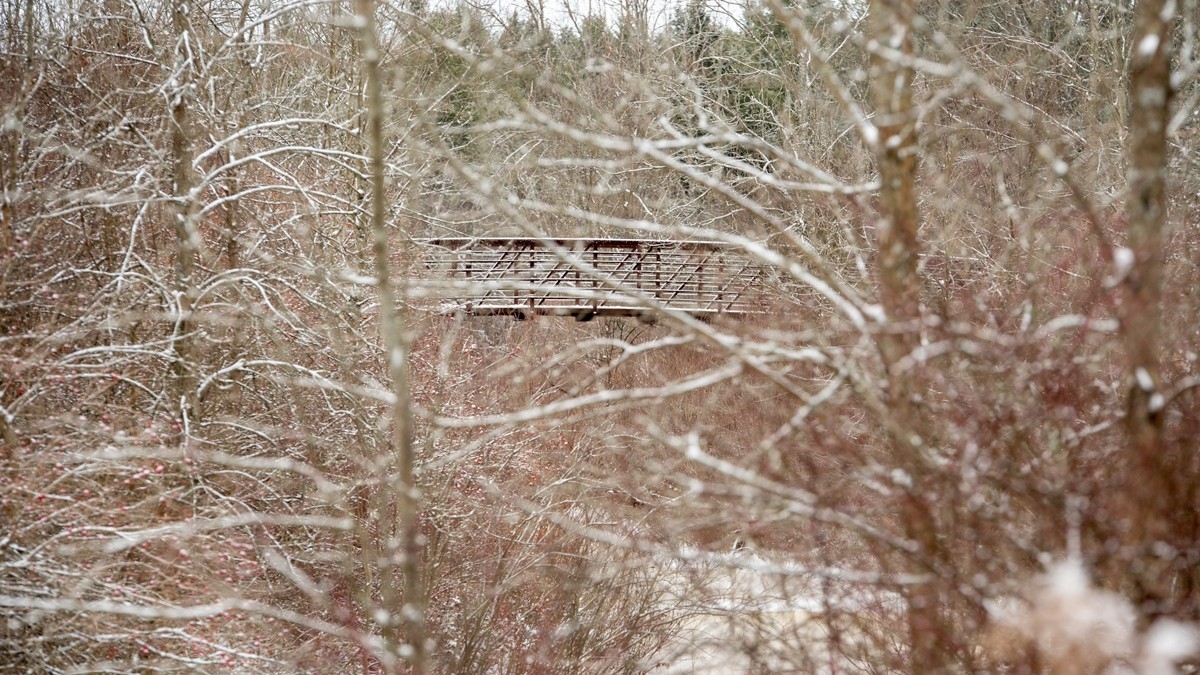 Bridge at Conservation area in winter season