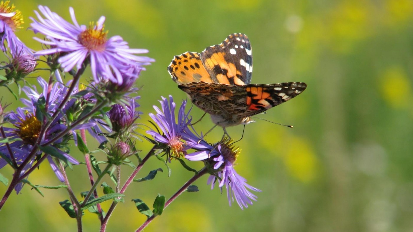Photo of Monarch Butterfly on purple New England Aster