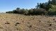 A large open field during a tree-planting project, with rows of young saplings and black nursery pots spread across freshly cleared ground.