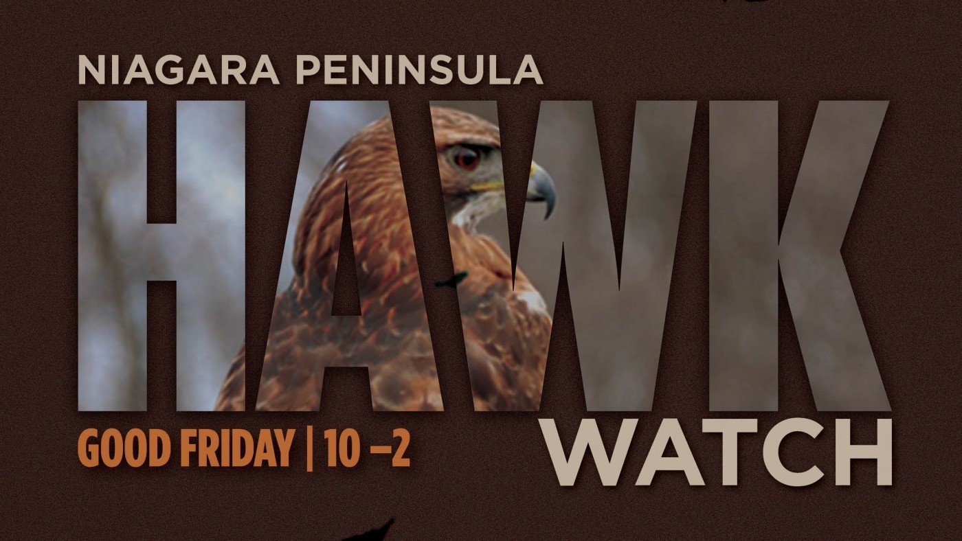 Brown poster for Beamer Hawkwatch open house, brown hawk on the background 