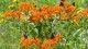 Pollinators on orange milkweed