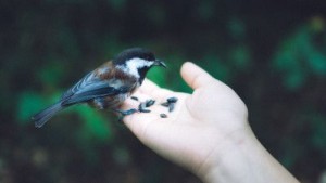 Hand, holding and feeding bird