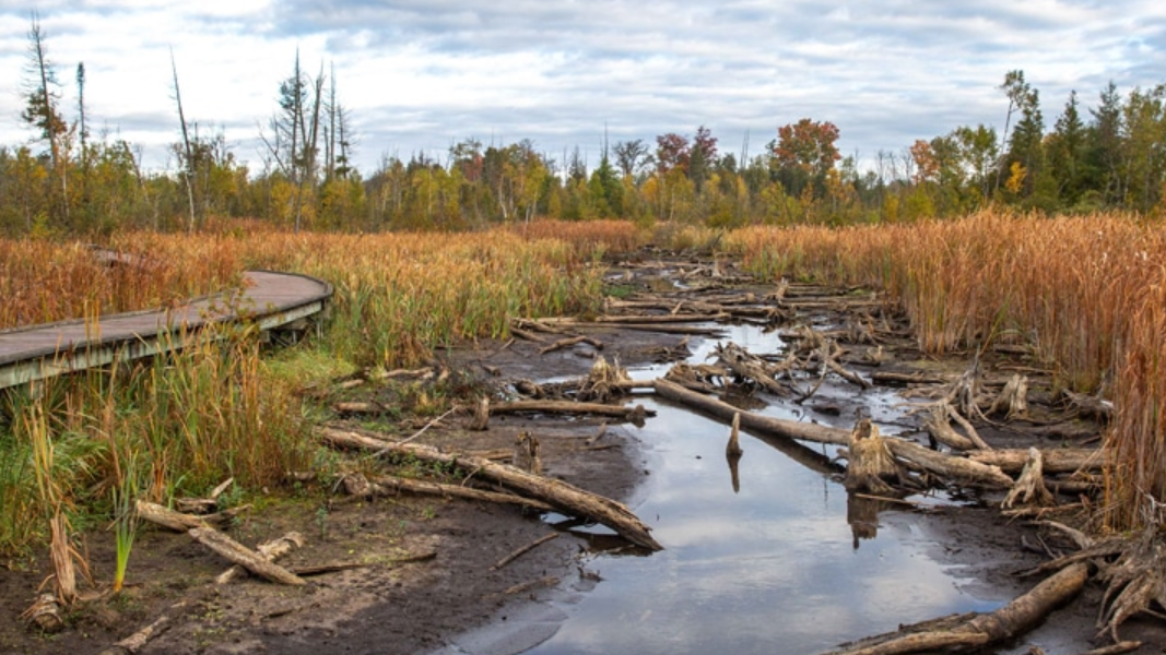 A wetland with a boardwalk. Trees are lying in the water.