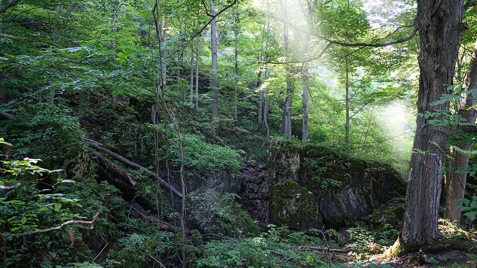 summer light through trees