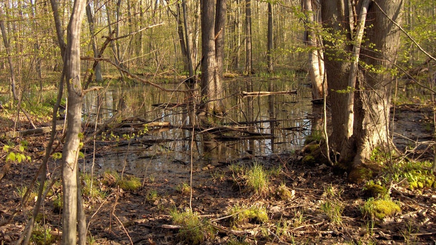 photo of hedley slough forest, trees and water 