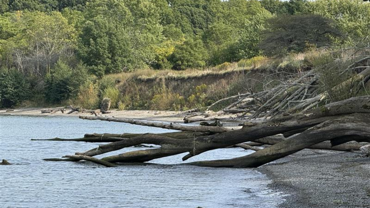 A beach with a sandy cliff and trees fallen into the water.